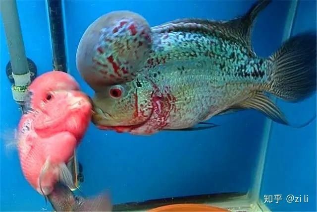 雷龍魚和羅漢魚哪個更好繁殖（雷龍魚和羅漢魚的繁殖能力對比）