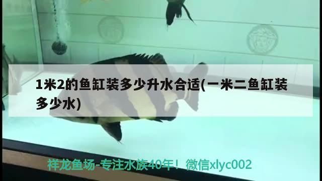 1米2的魚缸裝多少升水合適(一米二魚缸裝多少水) 1米2的魚缸裝多少升水合適(一米二魚缸裝多少水) 觀賞魚百科