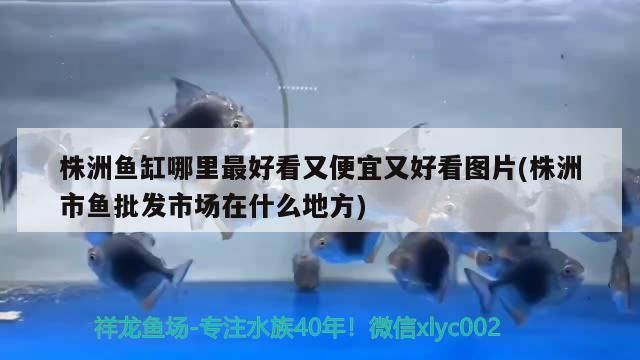 <strong><mark>株洲</mark></strong>魚缸哪里最好看又便宜又好看圖片(<strong><mark>株洲</mark></strong>市魚批發市場在什么地方)