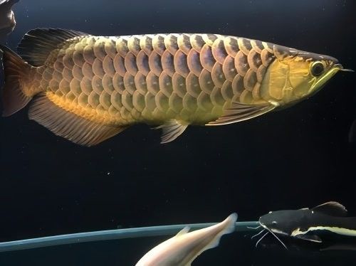 金龍魚能長期在22℃水溫下生存嗎（】金龍魚水溫控制指南:讓你的龍魚更健康）