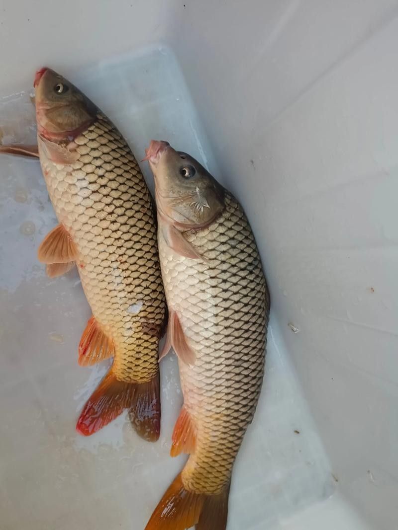 宏豐隴宴的黃河大鯉魚價(jià)格是多少（豐隴宴的黃河大鯉魚價(jià)格）