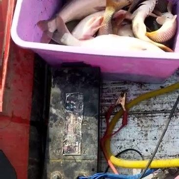 宏豐隴宴的黃河大鯉魚價(jià)格是多少（豐隴宴的黃河大鯉魚價(jià)格）