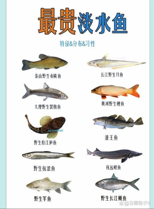 宏豐隴宴的黃河大鯉魚價(jià)格是多少（豐隴宴的黃河大鯉魚價(jià)格）