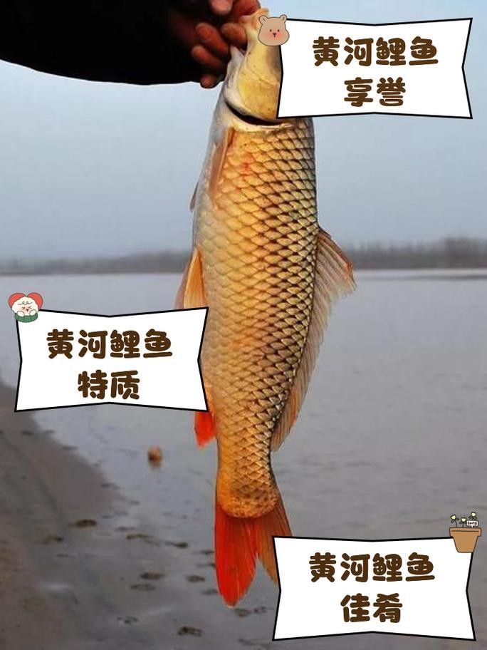 宏豐隴宴的黃河大鯉魚價(jià)格是多少（豐隴宴的黃河大鯉魚價(jià)格）