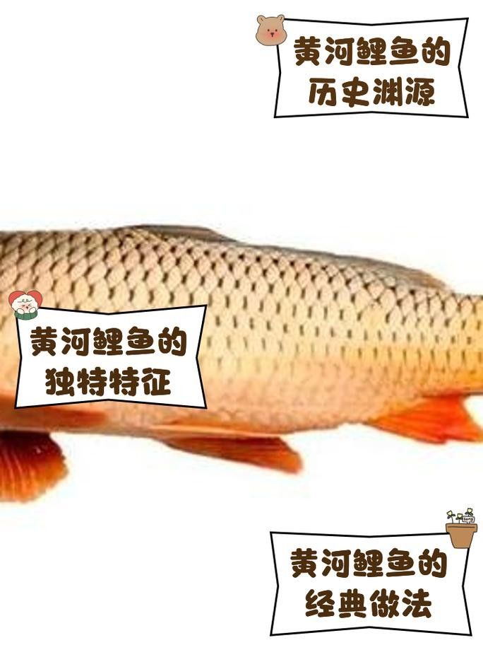 宏豐隴宴的黃河大鯉魚價(jià)格是多少（豐隴宴的黃河大鯉魚價(jià)格）