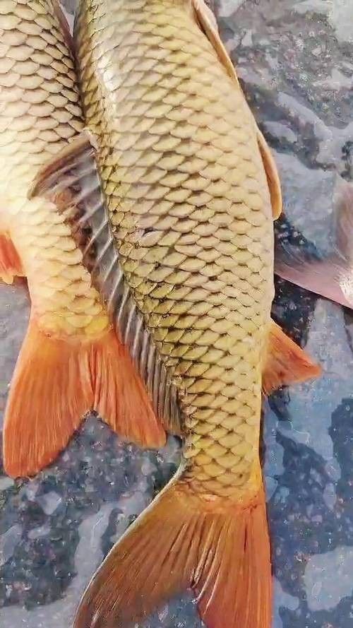 宏豐隴宴的黃河大鯉魚價(jià)格是多少（豐隴宴的黃河大鯉魚價(jià)格）
