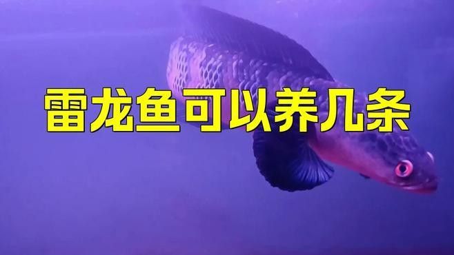 巴卡雷龍需要多大的魚缸？（巴卡雷龍魚缸尺寸）