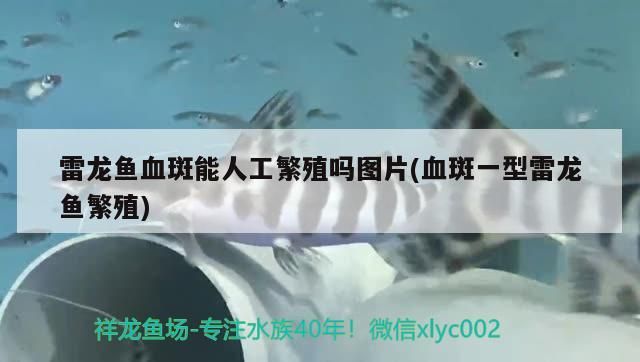 雷龍魚血斑能人工繁殖嗎圖片(血斑一型雷龍魚繁殖)（雷龍魚血斑能人工繁殖嗎） 雷龍魚血斑能人工繁殖嗎圖片(血斑一型雷龍魚繁殖)（雷龍魚血斑能人工繁殖嗎） 觀賞魚百科
