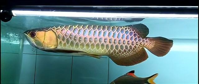 金龍魚品相好壞對價格影響大嗎 金龍魚品相好壞對價格影響大嗎 龍魚百科 第16張