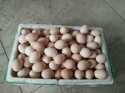 土右旗哪里賣龍魚:包頭市土右旗龍躍觀賞魚門店 觀賞魚百科 第5張 土右旗哪里賣龍魚:包頭市土右旗龍躍觀賞魚門店 土右旗哪里賣龍魚:包頭市土右旗龍躍觀賞魚門店 觀賞魚百科 第5張