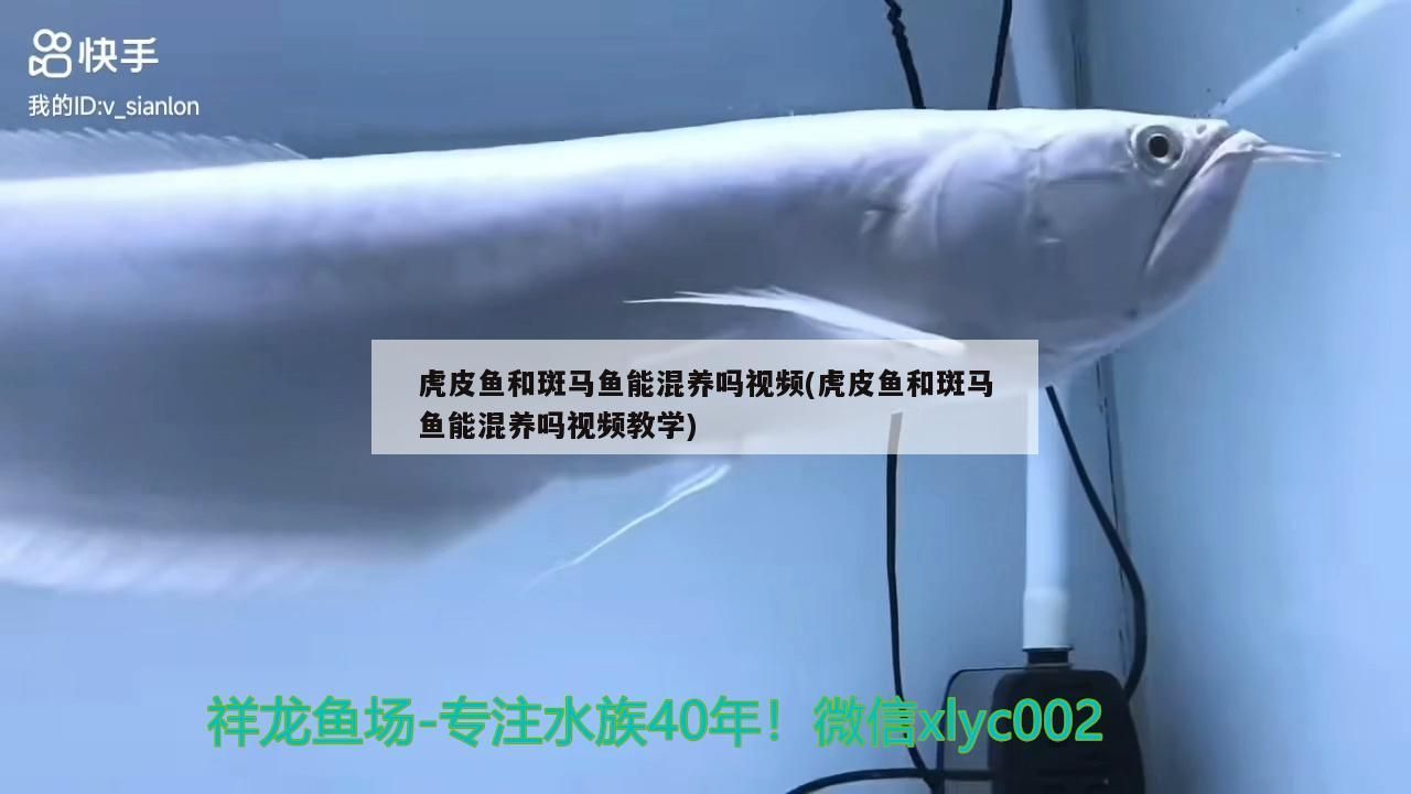 虎皮魚和斑馬魚能混養嗎視頻(虎皮魚和斑馬魚能混養嗎視頻教學) 虎皮魚和斑馬魚能混養嗎視頻(虎皮魚和斑馬魚能混養嗎視頻教學) 觀賞魚百科