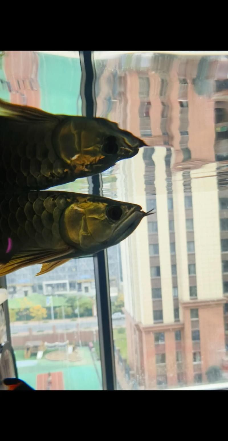 鉆石眼龍魚價格如何
