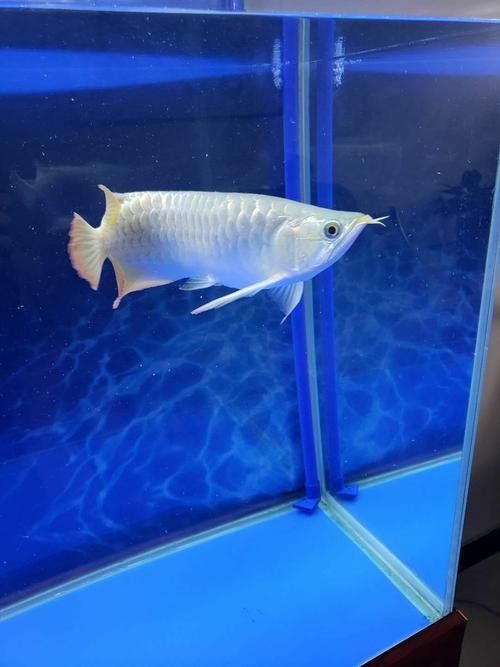 金龍魚白燈和紅燈的區別
