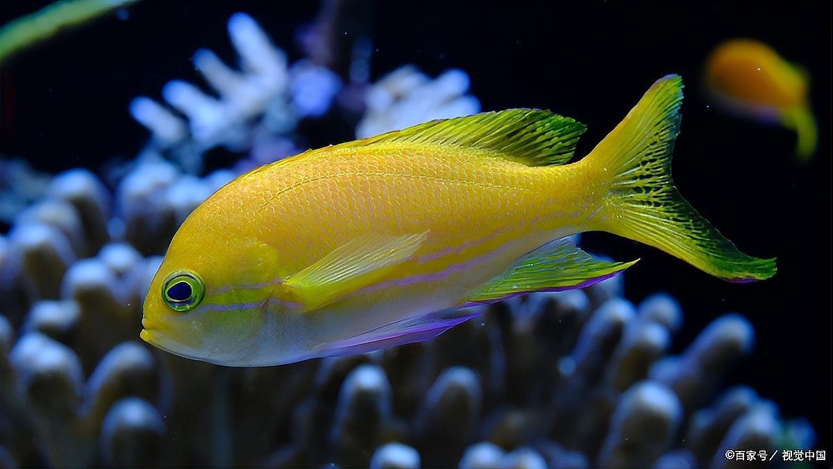 龍魚發黑是否影響健康 龍魚發黑是否影響健康 龍魚百科 第5張