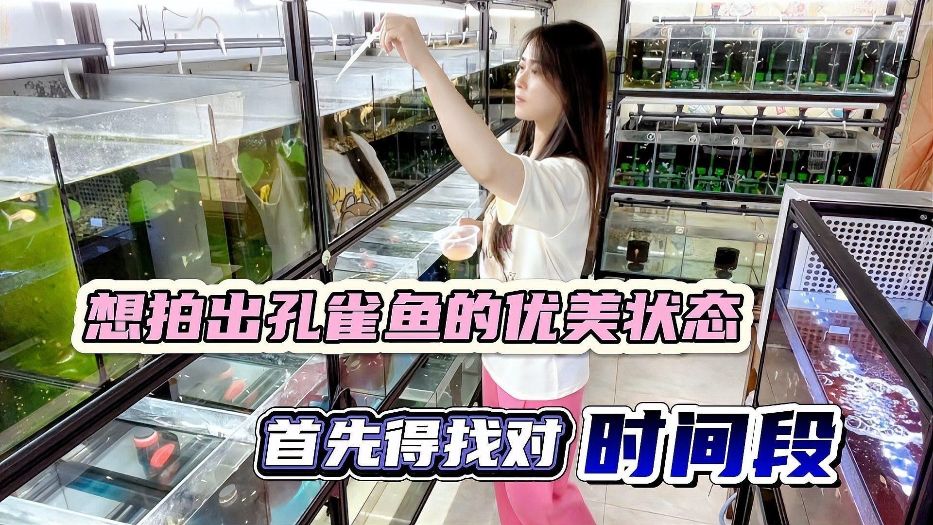 如何拍攝孔雀龍魚的行為 如何拍攝孔雀龍魚的行為 龍魚百科 第1張