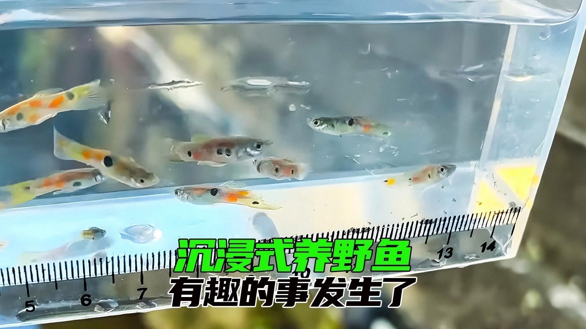 如何拍攝孔雀龍魚的行為 如何拍攝孔雀龍魚的行為 龍魚百科 第2張