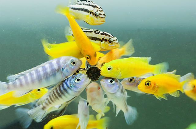 紅龍魚背部怎么發(fā)黑了：為什么紅龍魚背部會(huì)突然變黑，是因?yàn)樗|(zhì)問(wèn)題還是疾病導(dǎo)致的？