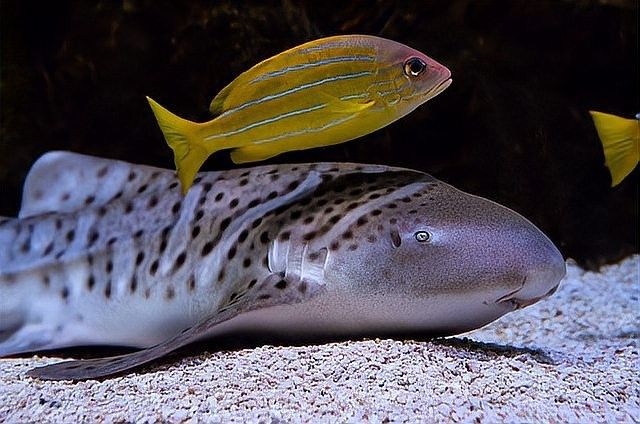 龍魚溫度過低會有什么表現（龍魚在水溫過低時會出現哪些表現？） 龍魚溫度過低會有什么表現（龍魚在水溫過低時會出現哪些表現？） 龍魚百科 第2張
