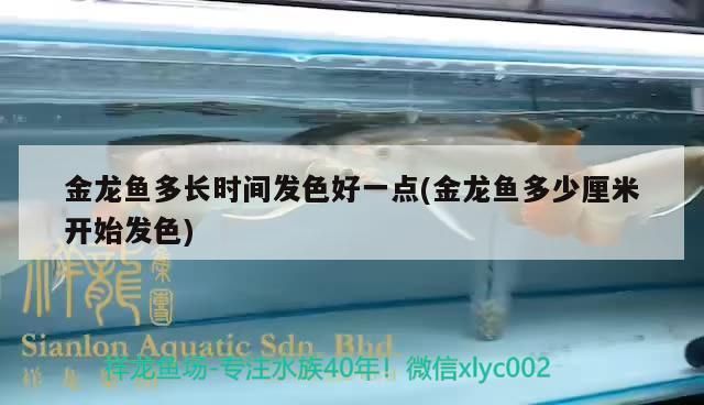 金龍魚多長時間發色好一點(金龍魚多少厘米開始發色)（金龍魚多長時間發色好一點知識）