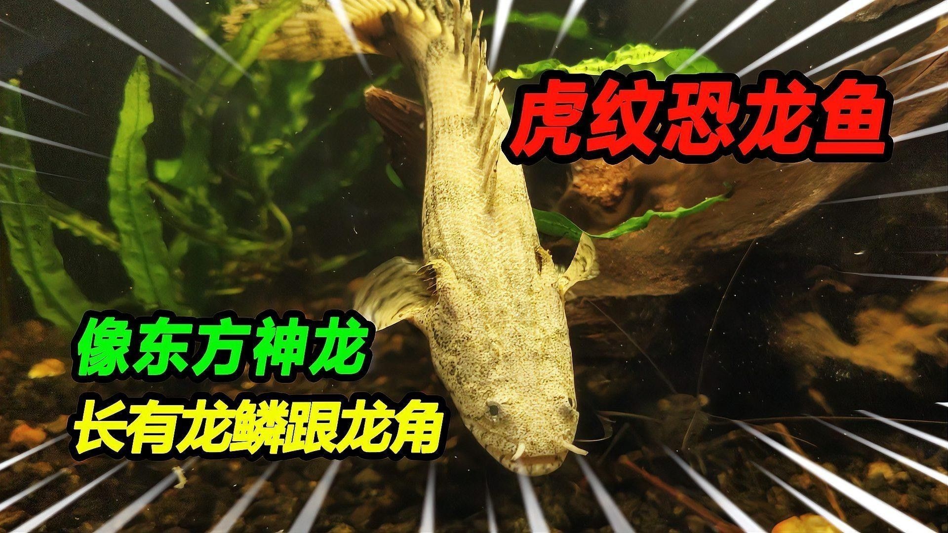 如何判斷虎紋恐龍魚是否健康（判斷虎紋恐龍魚是否健康這6種跡象說明你養的魚生病了）