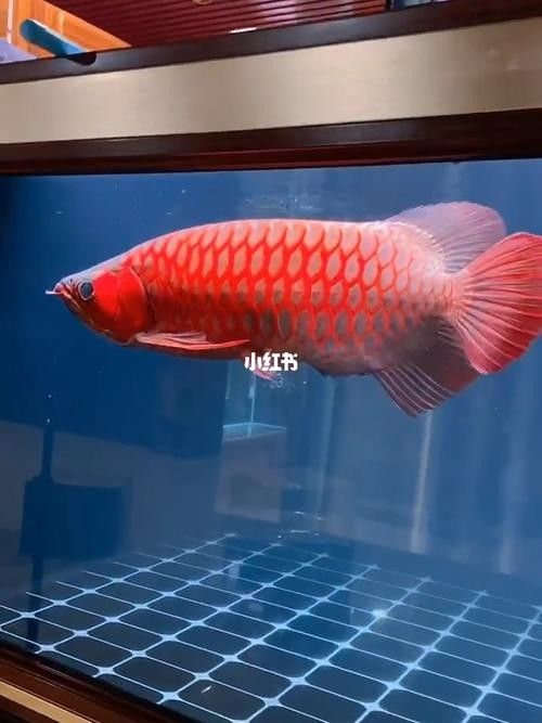 哪里可以找到紅福龍魚的高清壁紙（紅福龍魚的高清壁紙）