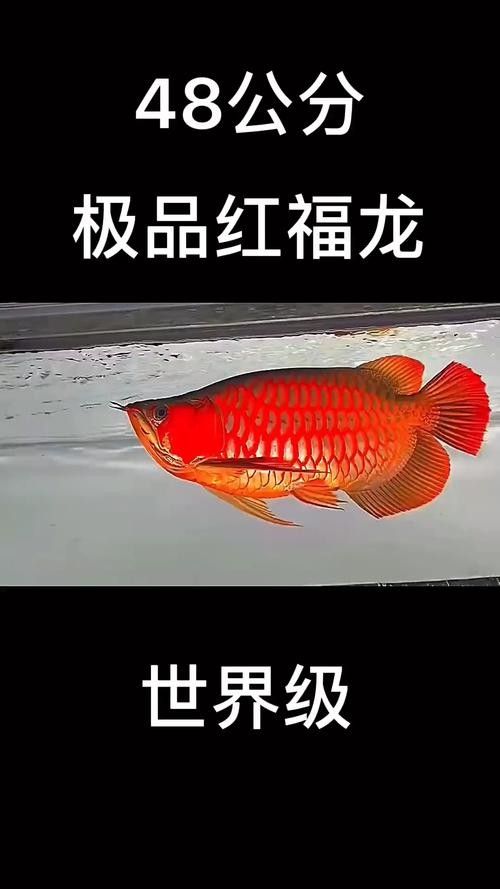哪里可以找到紅福龍魚的高清壁紙（紅福龍魚的高清壁紙）