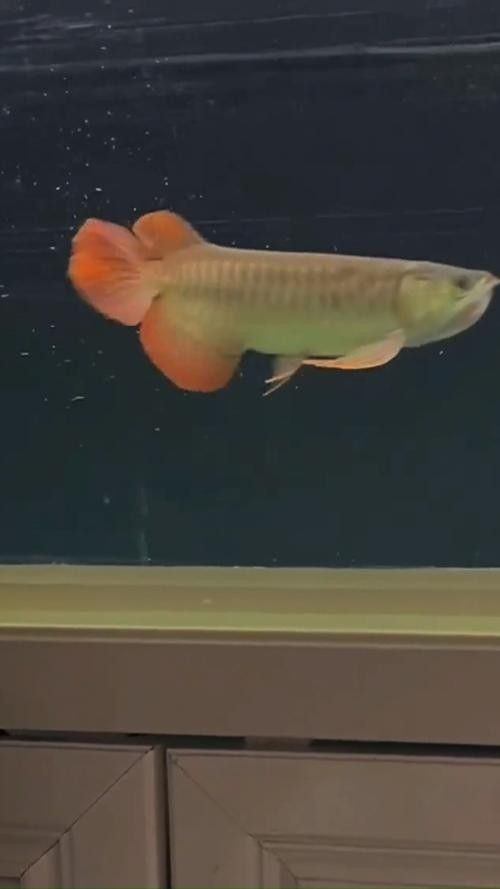 哪里可以找到紅福龍魚的高清壁紙（紅福龍魚的高清壁紙）