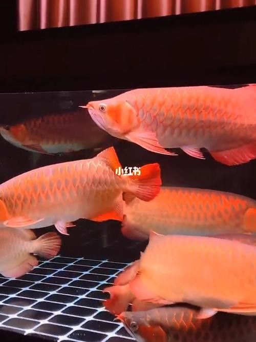 哪里可以找到紅福龍魚的高清壁紙（紅福龍魚的高清壁紙）