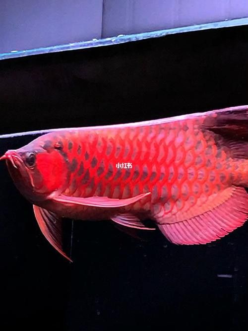 哪里可以找到紅福龍魚的高清壁紙（紅福龍魚的高清壁紙）
