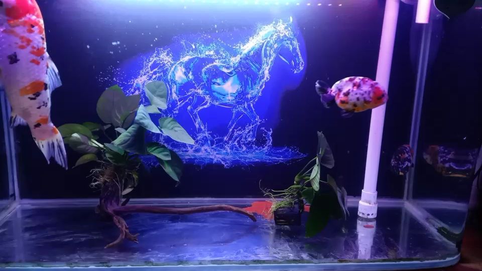 孝感水族館:請問咋養苔？（孝感水族館中苔蘚的養護技巧，每天24小時開燈24小時） 孝感水族館:請問咋養苔？（孝感水族館中苔蘚的養護技巧，每天24小時開燈24小時） 觀賞魚百科 第1張