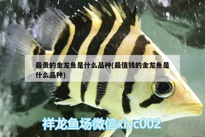 最貴的金龍魚是什么品種(最值錢的金龍魚是什么品種)