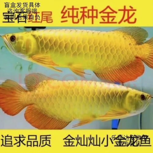 給我一張藍(lán)背金龍魚(yú)的照片（藍(lán)背金龍魚(yú)與同類物種之間的差異，藍(lán)背金龍魚(yú)的價(jià)格是多少）