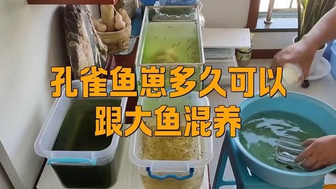 幼魚何時可以與親魚混養？（幼魚與親魚混養的時間）