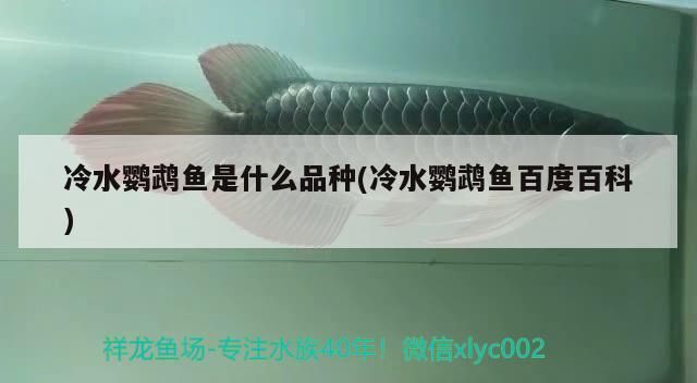 冷水鸚鵡魚是什么品種(冷水鸚鵡魚百度百科)（冷水鸚鵡魚是什么品種）