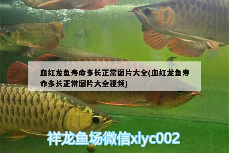血紅龍魚壽命多長正常圖片大全(血紅龍魚壽命多長正常圖片大全視頻) 血紅龍魚壽命多長正常圖片大全(血紅龍魚壽命多長正常圖片大全視頻) 觀賞魚百科