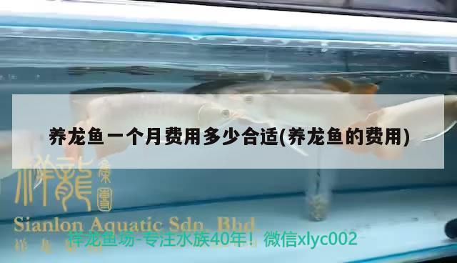 龍魚(yú)干蝦有營(yíng)養(yǎng)嗎 養(yǎng)龍魚(yú)一個(gè)月費(fèi)用多少合適(養(yǎng)龍魚(yú)的費(fèi)用) 觀(guān)賞魚(yú)百科 養(yǎng)龍魚(yú)一個(gè)月費(fèi)用多少合適(養(yǎng)龍魚(yú)的費(fèi)用) 養(yǎng)龍魚(yú)一個(gè)月費(fèi)用多少合適(養(yǎng)龍魚(yú)的費(fèi)用) 觀(guān)賞魚(yú)百科