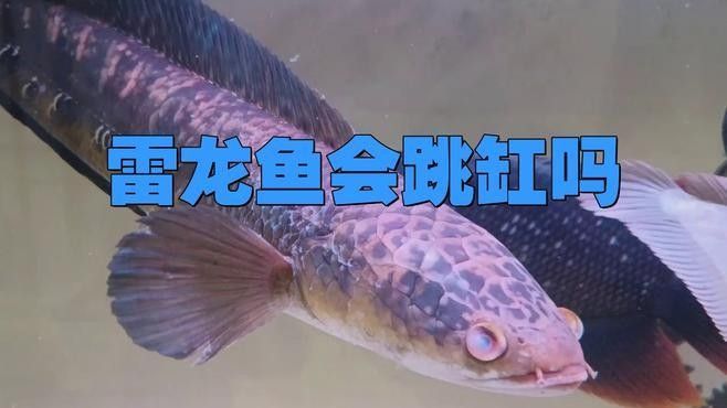 有哪些魚容易跳缸？（容易跳缸的觀賞魚品種）