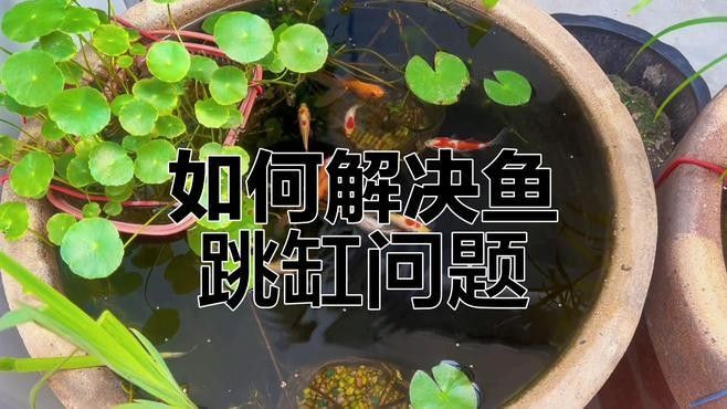 有哪些魚容易跳缸？（容易跳缸的觀賞魚品種）