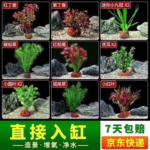 哪個(gè)品牌的魚(yú)缸造景性價(jià)比最高（魚(yú)缸造景品牌性價(jià)比的綜合分析） 哪個(gè)品牌的魚(yú)缸造景性價(jià)比最高（魚(yú)缸造景品牌性價(jià)比的綜合分析） 龍魚(yú)百科 第6張
