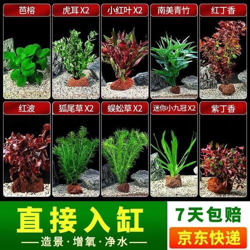 哪個(gè)品牌的魚(yú)缸造景性價(jià)比最高（魚(yú)缸造景品牌性價(jià)比的綜合分析） 哪個(gè)品牌的魚(yú)缸造景性價(jià)比最高（魚(yú)缸造景品牌性價(jià)比的綜合分析） 龍魚(yú)百科 第7張