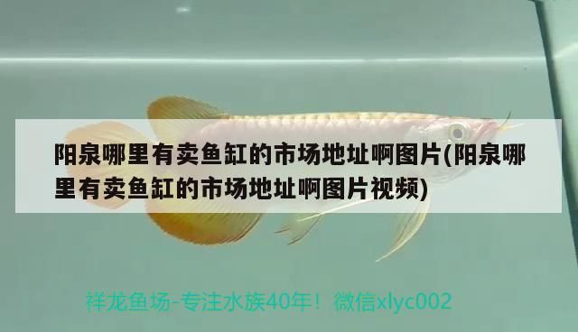 陽泉哪里有賣魚缸的市場地址啊圖片(陽泉哪里有賣魚缸的市場地址啊圖片視頻)（陽泉哪里有賣魚缸的市場地址）