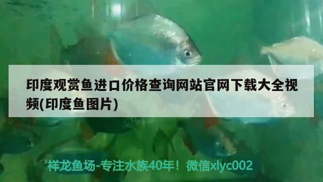 給大魚缸換水的作文:體驗給大魚缸換水的樂趣:體驗給大魚缸換水:給大魚缸換水的作文 印度觀賞魚進口價格查詢網(wǎng)站官網(wǎng)下載大全視頻(印度魚圖片)(印度觀賞魚進口價格查詢) 觀賞魚百科 印度觀賞魚進口價格查詢網(wǎng)站官網(wǎng)下載大全視頻(印度魚圖片)(印度觀賞魚進口價格查詢) 印度觀賞魚進口價格查詢網(wǎng)站官網(wǎng)下載大全視頻(印度魚圖片)(印度觀賞魚進口價格查詢) 觀賞魚百科