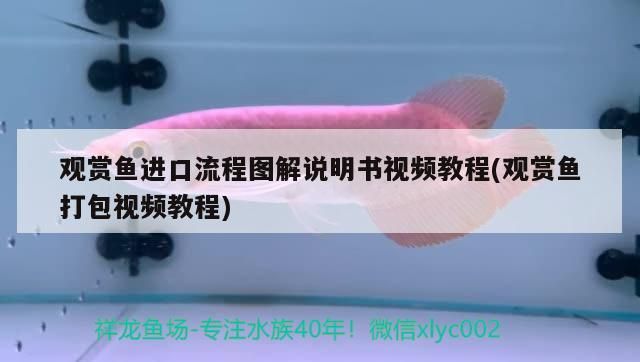 觀賞魚進口流程圖解說明書視頻教程(觀賞魚打包視頻教程)