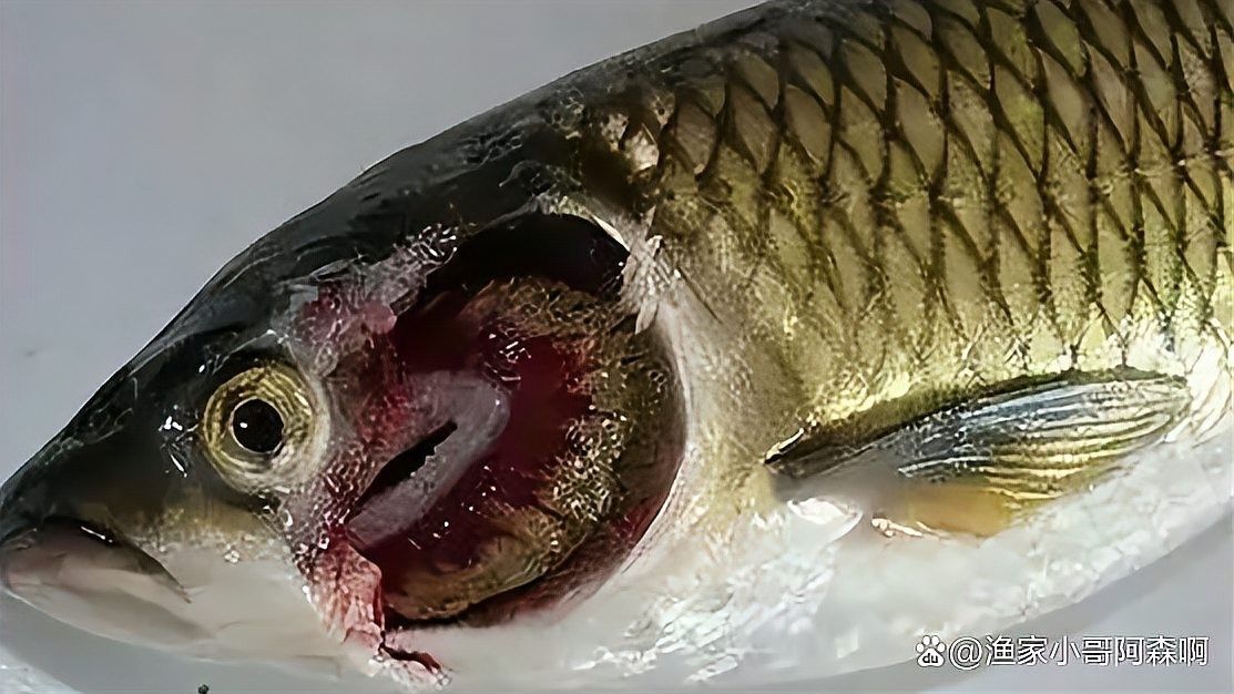 南沙河支流的紅龍魚季節（南沙河支流的紅龍魚季節怎么養）