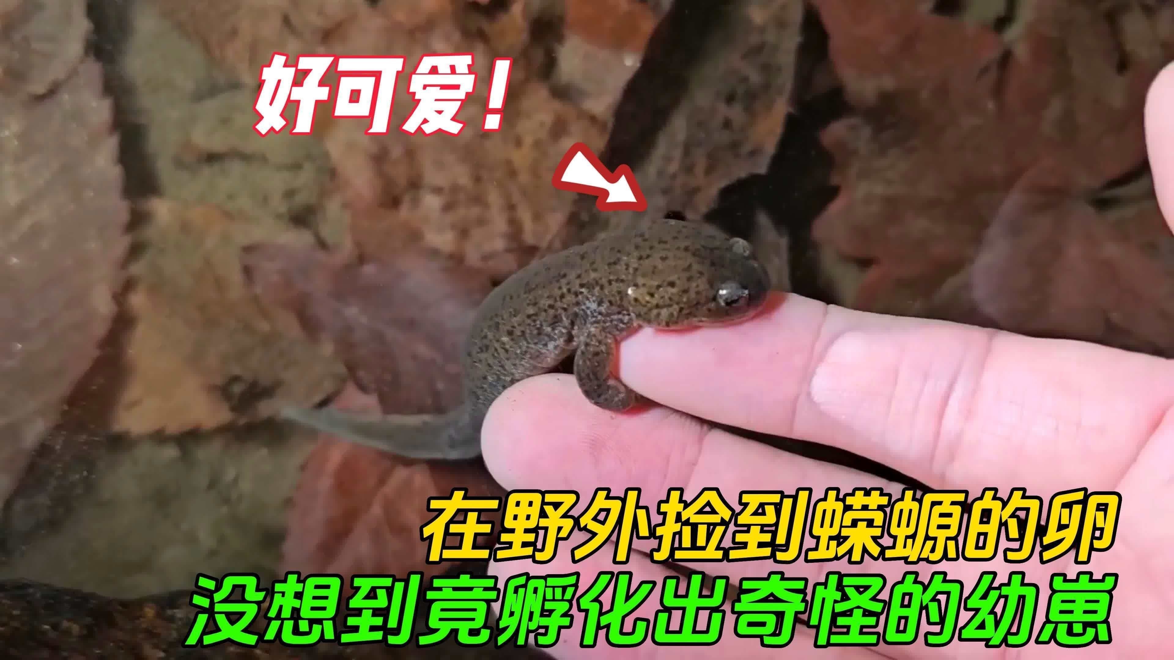 火龍魚蠑螈繁殖后如何護理卵（火龍魚蠑螈的繁殖后卵護理方法）