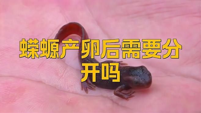 火龍魚蠑螈繁殖后如何護理卵（火龍魚蠑螈的繁殖后卵護理方法）