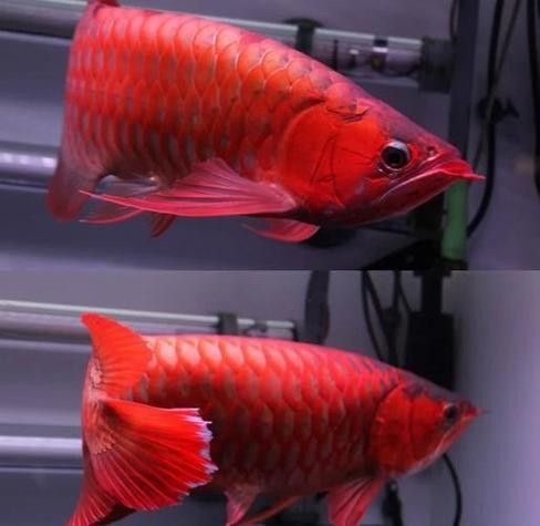 給我一些橘紅龍魚發色成功的圖片（橘紅龍魚發色成功圖片資源）