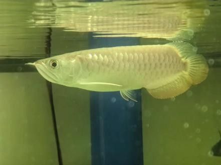 給我一些橘紅龍魚發色成功的圖片（橘紅龍魚發色成功圖片資源）