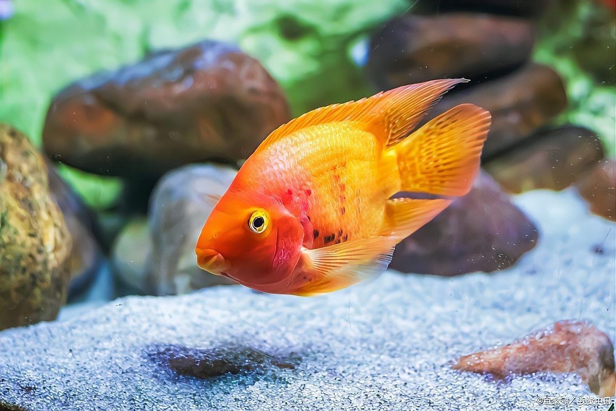 龍魚跳缸后多久會死亡？（魚跳缸救活后，幾天能恢復(fù)這份「救命+復(fù)健」指南請收好!）