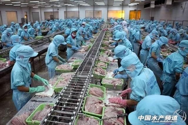 單養(yǎng)紅龍魚要多大的缸：如何選擇一個適合自己的魚缸